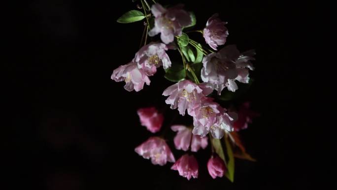 春天夜晚的海棠花