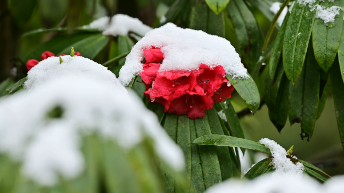 春雪覆盖艳丽高山杜鹃花自然意境