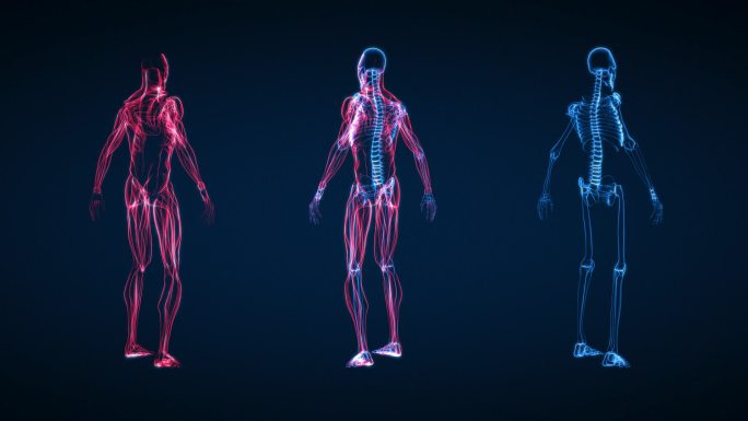 人体骨骼和肌肉X射线