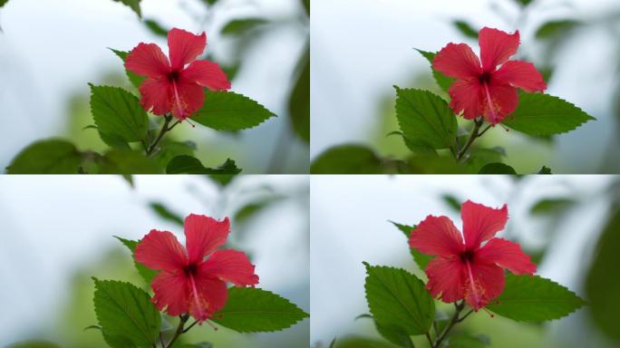 原创实拍热带风光鲜花