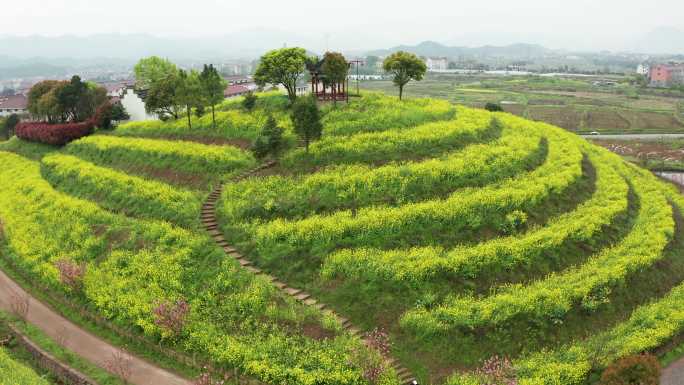 东阳湖溪象田油菜花海风光4K航拍