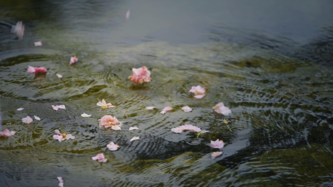 唯美小溪流落花流水诗意空镜视频素材