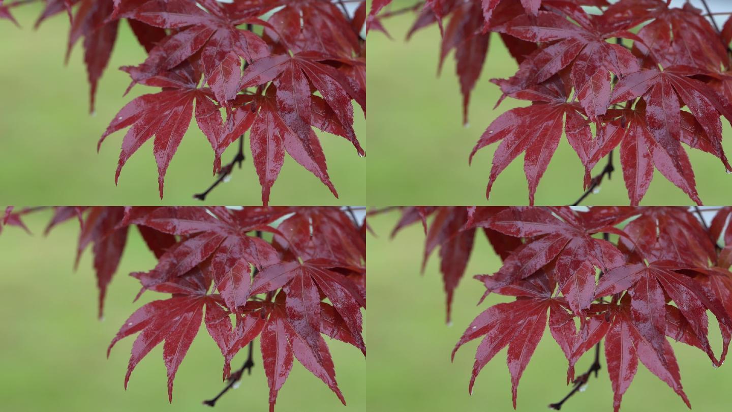 雨滴红枫叶