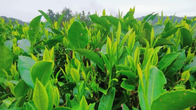 茶叶 春茶  大白茶  茶心 好茶 植物