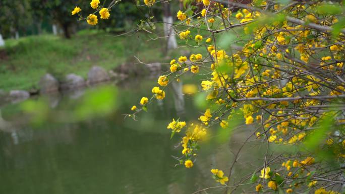 小黄花 迎春花