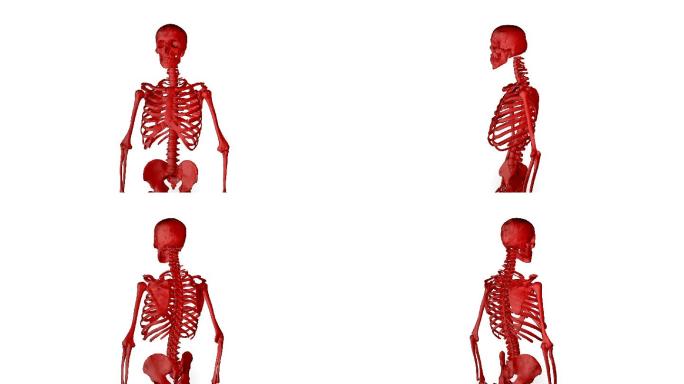 人体骨架动画3D栏目元素