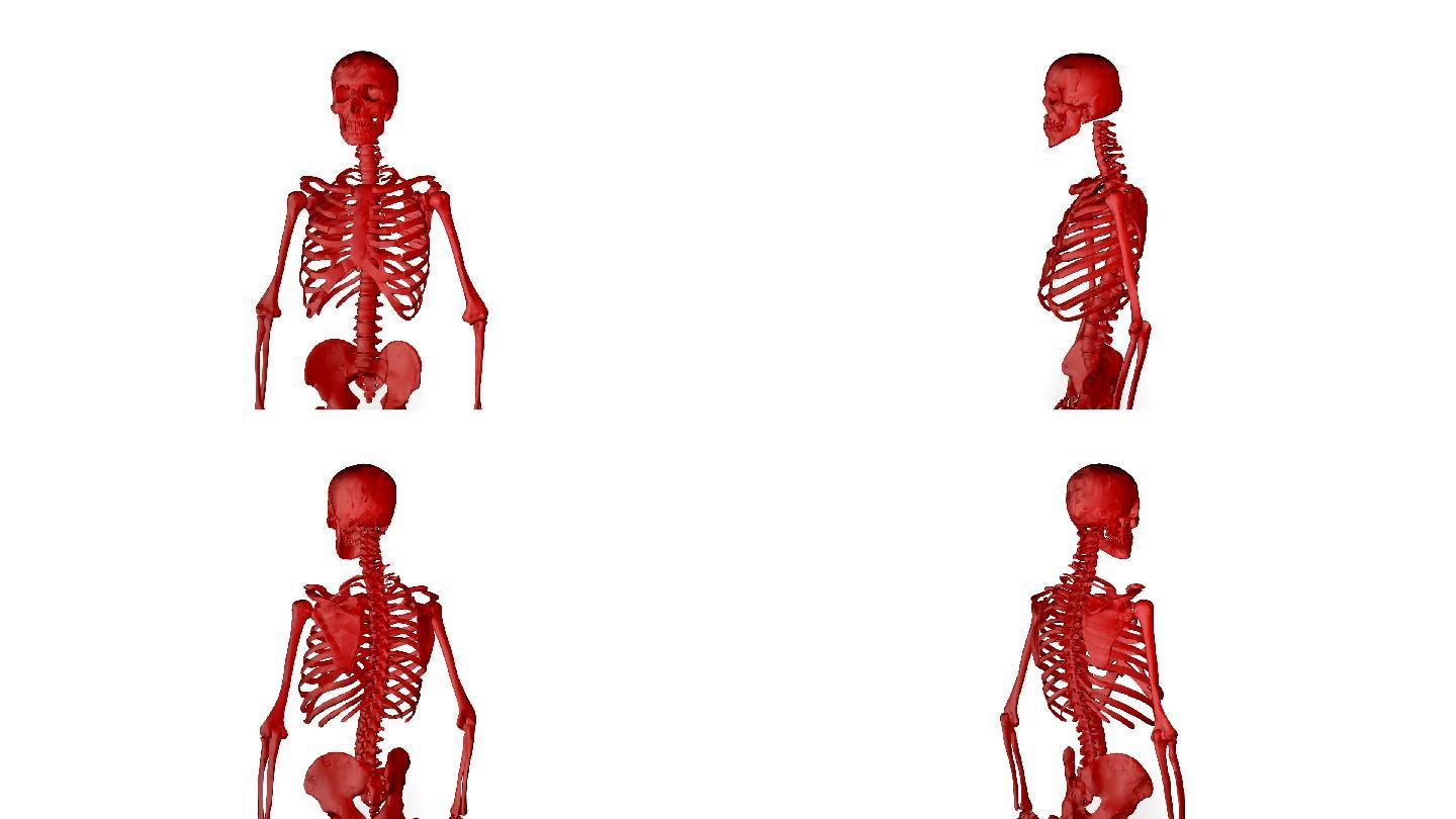 人体骨架动画3D栏目元素