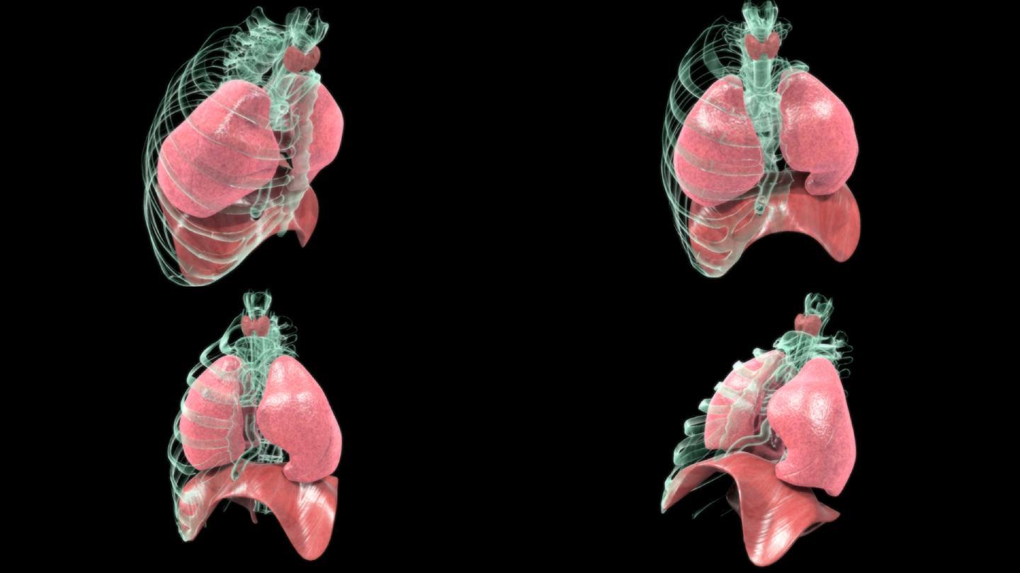呼吸系統,橫膈膜和甲狀腺旋轉的動畫.