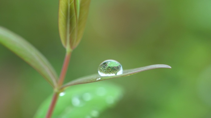 植物上的水滴