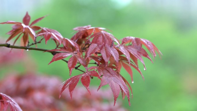 雨中 红枫叶