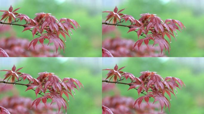 雨中 红枫叶