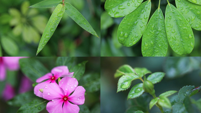 清明时节 雨珠雨水