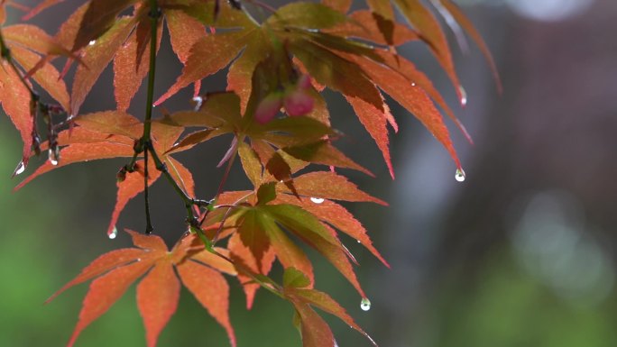 雨天红叶