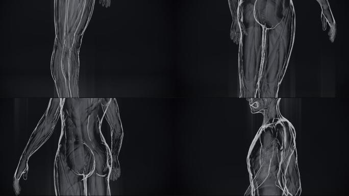 人体肌肉的X射线动画