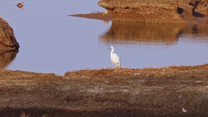 武汉府河湿地白鹭母