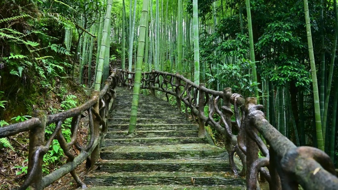 农村里的竹林石板路