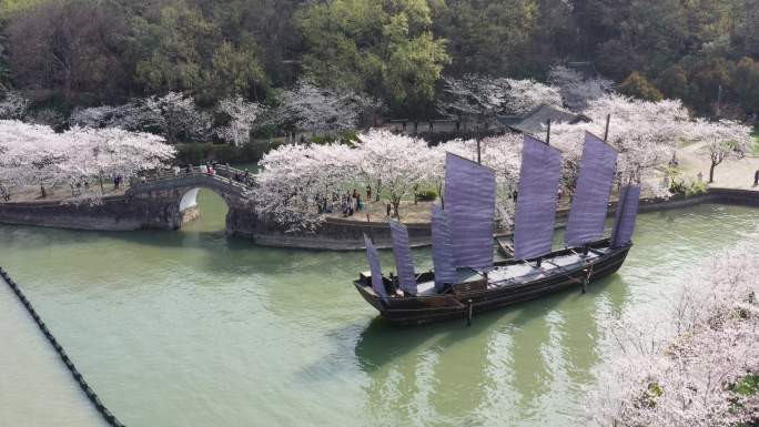 4K无锡太湖鼋头渚长春桥樱花帆船