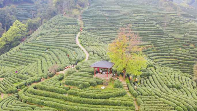 龙井村