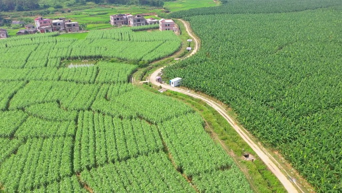 航拍大片香蕉种植基地