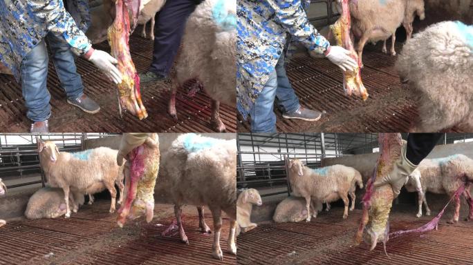 刚生产的小羊 羔羊假死救治方法