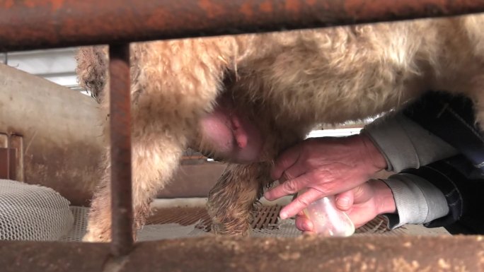 母羊挤奶 挤初乳 喂刚出生的小羊吃初乳