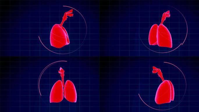人类肺呼吸系统