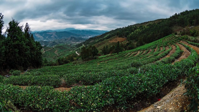 福建茶叶茶山延时摄影