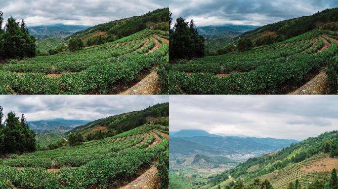 福建茶叶茶山延时摄影