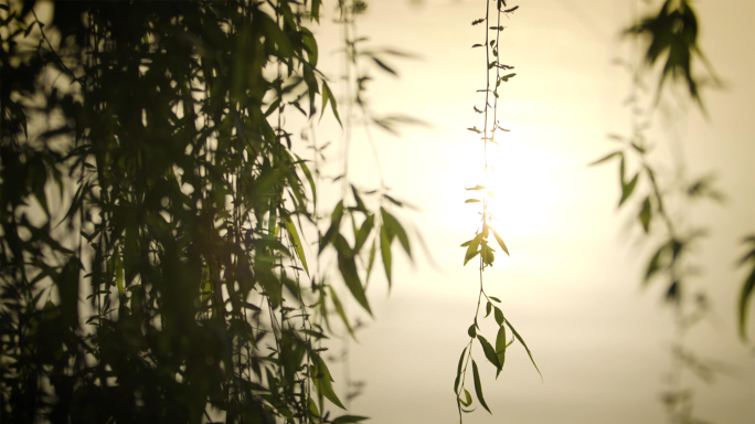 柳树黄昏逆光湖面波光粼粼意境空镜视频素材