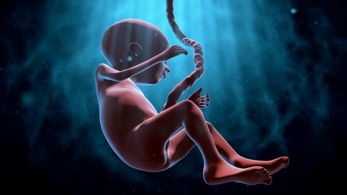胎儿3d动画特效视频