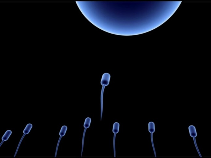 一群活跃的精子游向卵子。