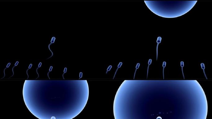 一群活跃的精子游向卵子。