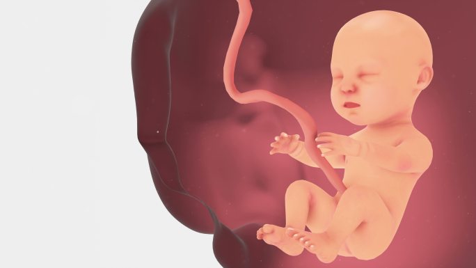 母亲子宫内的胎儿特效视频
