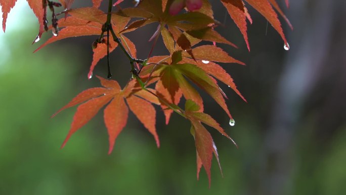 雨天的红叶