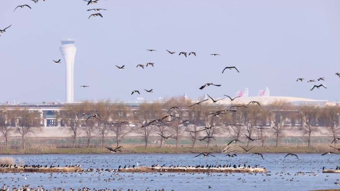 武汉府河湿地候鸟群