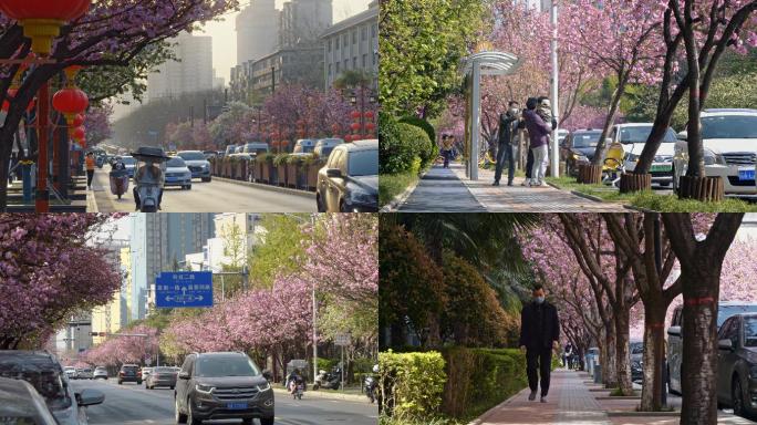 城市春天开满樱花的街头