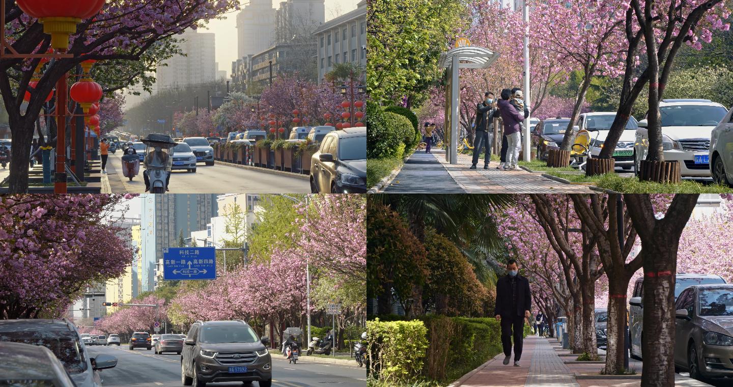 城市春天开满樱花的街头