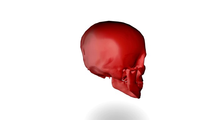 人类头骨医学研究头颅骨骼
