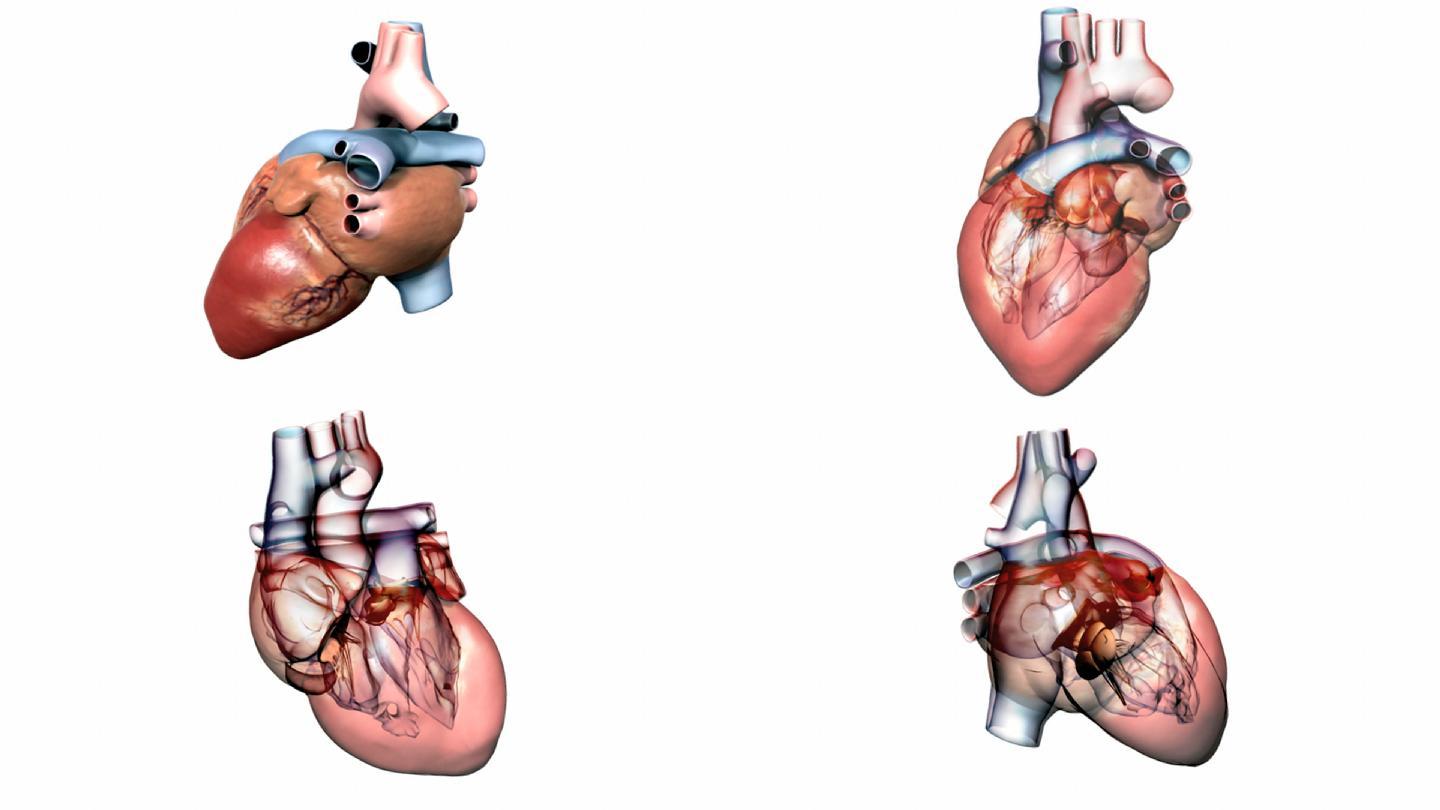 心臟解剖結構的動畫.