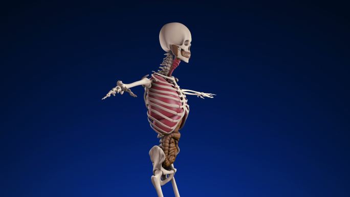 人类骨骼宣传片旋转骨架