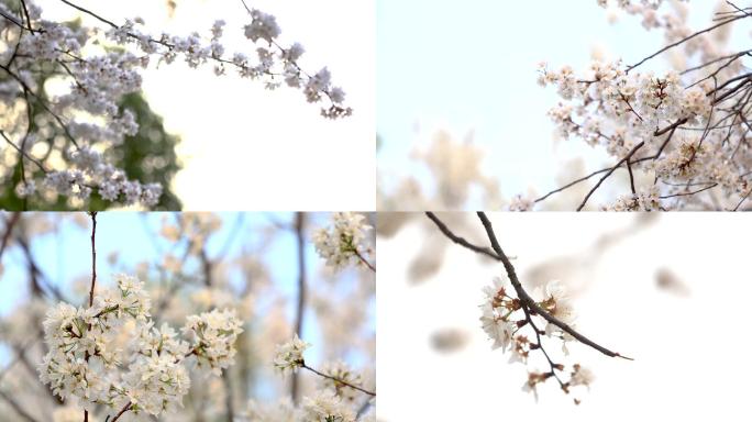 春天三月樱花