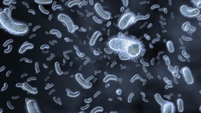 细菌动画医学微生物螺杆菌