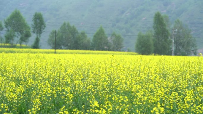 油菜花