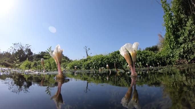 水菜花延时花开 水面低角度