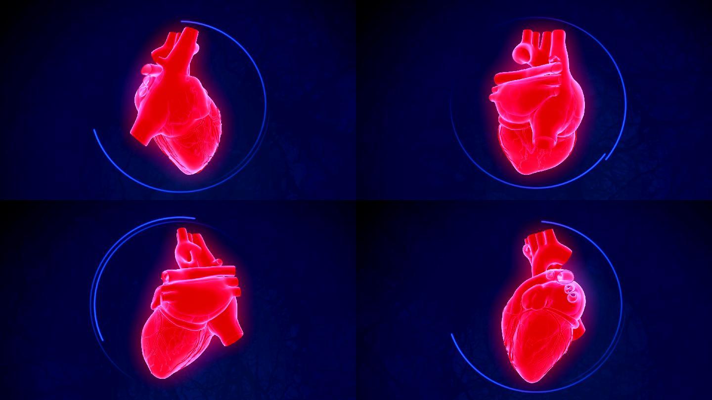人体心脏旋转动画。