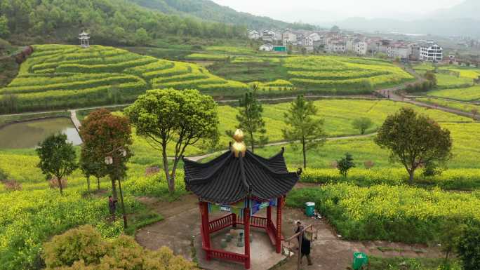 东阳湖溪象田油菜花海风光4K航拍