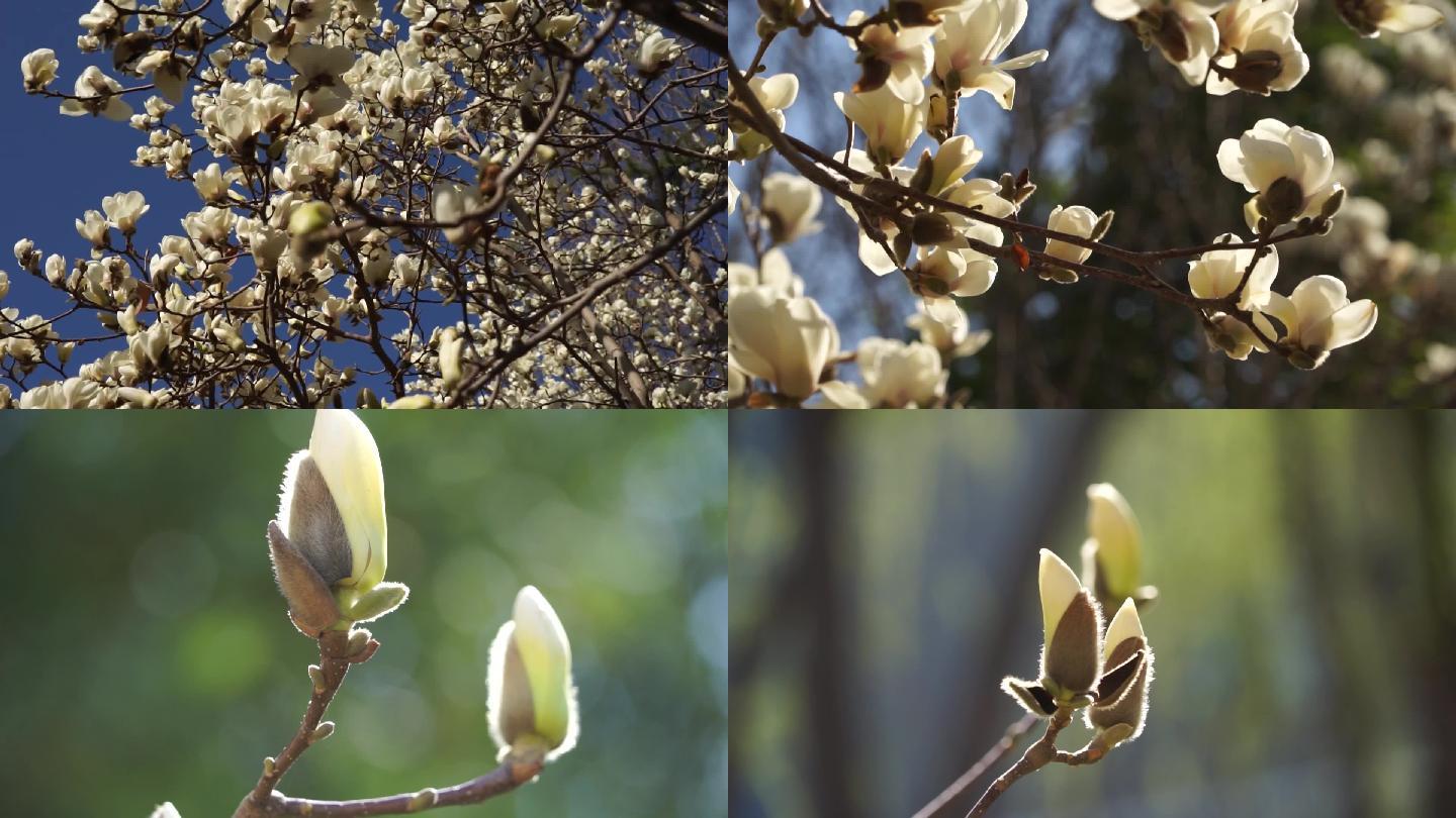 春回大地公园花开春天阳光花朵逆光蓝天晴朗
