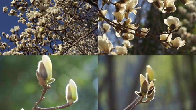 春回大地公园花开春天阳光花朵逆光蓝天晴朗