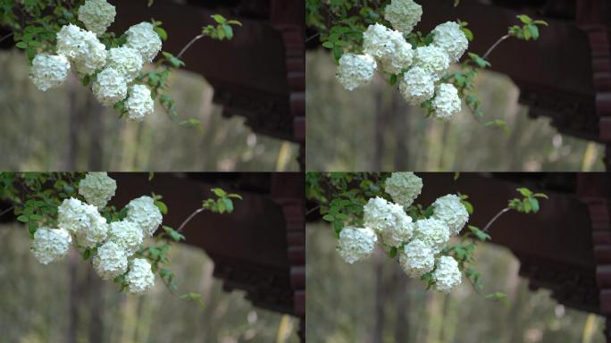 江南浙江春天园林木绣球花春暖花开