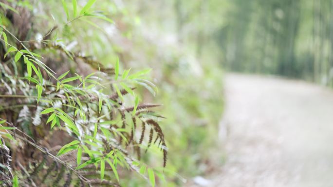 飘舞的竹叶